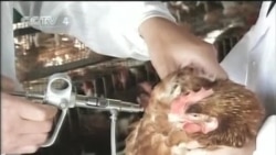 Trung Quốc: Hy vọng và lo sợ trước cúm gia cầm  Trung Quốc: Hy vọng và lo sợ trước cúm gia cầm