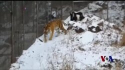 东北虎与‘美食大餐’成为了好朋友 东北虎与‘美食大餐’成为了好朋友