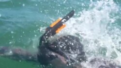 横跨太平洋的“泳士”亦将为科学做贡献 横跨太平洋的“泳士”亦将为科学做贡献