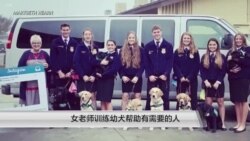 女老师训练幼犬帮助有需要的人 女老师训练幼犬帮助有需要的人