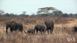 反偷猎战(2):非洲象杀戮场 反偷猎战(2):非洲象杀戮场