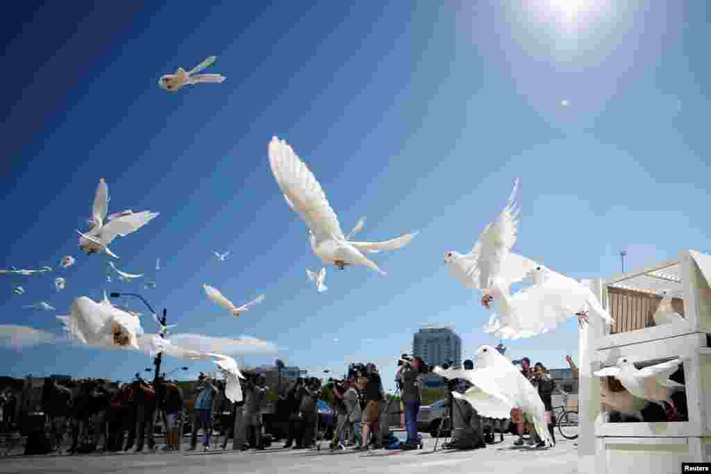 白鸽在美国内华达州拉斯维加斯市政厅广场飞翔，人们为这场大规模射击惨案的每名受害者放鸽子（2017年10月7日）。