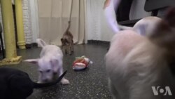 波多黎各灾区流浪狗落户纽约