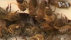 အင်းဆက်ပိုးကောင်တွေ မျိုးတုန်းလာမှု အန္တရာယ် အင်းဆက်ပိုးကောင်တွေ မျိုးတုန်းလာမှု အန္တရာယ်