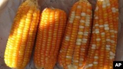 此次中国进口转基因玉米,中国媒体的报道引述阿根廷的消息,但没有说明是转基因玉米。(资料照片)