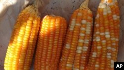 印第安人的主食之一玉米