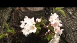 Hoa anh đào tại Maryland thu hút du khách khắp nơi Hoa anh đào tại Maryland thu hút du khách khắp nơi