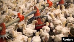 资料照:美国北卡罗来纳州C&A农场在喂食雏鸡。(2014年6月10日)
