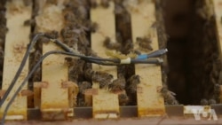 “插入式”蜂巢网络监测蜜蜂健康 “插入式”蜂巢网络监测蜜蜂健康