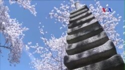 Thủ đô nước Mỹ bừng sắc hoa anh đào Thủ đô nước Mỹ bừng sắc hoa anh đào