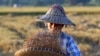 နေပြည်တော်အနီး လယ်စိုက်ခင်းတခုတွင် လုပ်ကိုင်နေသည့် လယ်သူမတဦး။ (နိုဝင်ဘာ ၉၊​ ၂၀၁၈) (AP)