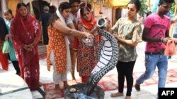 Tín đồ Hindu Ấn Độ đổ sữa lên tượng rắn mang bành tại lễ hội "Nag Panchami" tại một đền thờ Amritsar, ngày 13/8/2021.