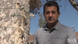 科学家用3D打印设备捕捉研究破坏树木的甲虫 科学家用3D打印设备捕捉研究破坏树木的甲虫