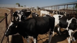 爱达荷州乳制品业受关税冲击 补贴仍难止损 爱达荷州乳制品业受关税冲击 补贴仍难止损