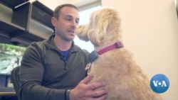 英语视频:带狗上班创造愉快的工作环境 英语视频:带狗上班创造愉快的工作环境