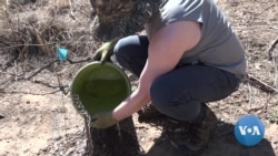 英语视频:科学研究表明植树有助于缓解全球变暖 英语视频:科学研究表明植树有助于缓解全球变暖