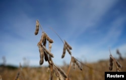 2018年4月7日伊利诺伊州地中大豆等待收获