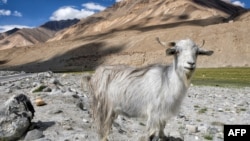 资料照片:印中边境拉达克地区附近的帕什米纳山羊(2019年8月27日)