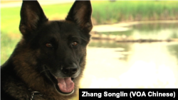 Boomer(VOA卫视 张松林)