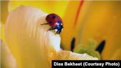 FILE - A ladybug rests on the petals of a flower in the Capitol Hill garden in Washington, DC. (Photo: Diaa Bekheet).