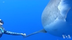 研究者发现并拍摄到人与巨型大白鲨近距接触的视频 研究者发现并拍摄到人与巨型大白鲨近距接触的视频