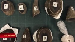 Chuyển lậu sừng tê giác, công nhân Việt bị Singapore tuyên án Chuyển lậu sừng tê giác, công nhân Việt bị Singapore tuyên án