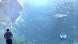 ရေအောက်ကမ္ဘာအတွေ့အကြုံ ရေအောက်ကမ္ဘာအတွေ့အကြုံ