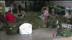 ဒီသတင်းပတ် အာရှစီးပွားရေး ဒီသတင်းပတ် အာရှစီးပွားရေး