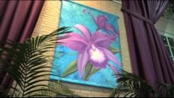 美国万花筒: 春天绽放 华盛顿国家植物园举办兰花展 美国万花筒: 春天绽放 华盛顿国家植物园举办兰花展