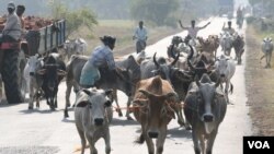 2015年9月19日,印度西孟加拉邦村庄的商贩把牛赶到市场市场销售。(美国之音拉赫曼拍摄)