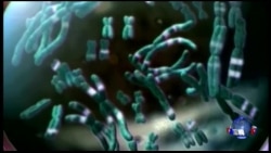 犯罪现场DNA比对技术又有改进 犯罪现场DNA比对技术又有改进