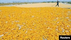 一位中国农民正在田边晒干刚收获的玉米棒。(资料照片)