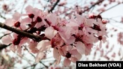 2016年3月17日率先盛开的华盛顿樱花