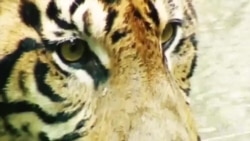 科技巨头如何应对线上走私野生动物? 科技巨头如何应对线上走私野生动物?