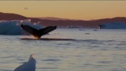 北极冰川消融 居民五味杂陈 北极冰川消融 居民五味杂陈