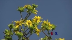 微生物是下一场农业革命的主角 微生物是下一场农业革命的主角