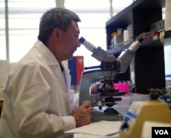 张作风在实验室工作(美国之音国符拍摄)