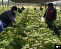 参田里劳作的农工