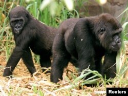 Câu chuyện 13 con khỉ gorilla chết gần một ngôi làng ở Gabon cho thấy những căn bệnh lây lan mới có liên hệ giữa người và động vật.