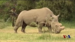 2016年,动物保护的喜与忧 2016年,动物保护的喜与忧