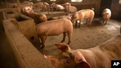 Tả lợn châu Phi là dịch bệnh nguy hiểm trên đàn lợn nuôi