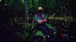 同步萤火虫点亮大雾山星空 同步萤火虫点亮大雾山星空