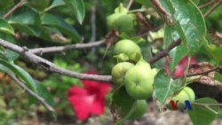 从农场到厨房:华盛顿地区可持续食物景观 从农场到厨房:华盛顿地区可持续食物景观