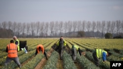 资料照 - 2022 年 3 月 15 日,来自罗马尼亚的移民工人将采摘的水仙花打包,准备运往英格兰东部霍尔比奇附近的一个农场。