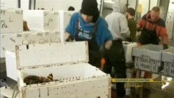 ဒီသီတင်းပတ် အာရှ စီးပွားရေး ဒီသီတင်းပတ် အာရှ စီးပွားရေး