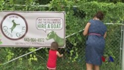 走进美国:美国“毫无人性”的清洁工作 走进美国:美国“毫无人性”的清洁工作