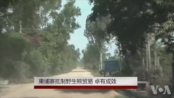 柬埔寨抵制野生熊贸易 卓有成效 柬埔寨抵制野生熊贸易 卓有成效