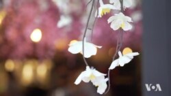 "Cherry Blossom PUB" Rayakan Datangnya Musim Semi di Washington "Cherry Blossom PUB" Rayakan Datangnya Musim Semi di Washington