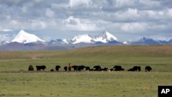 牧民在青藏高原的纳曲县草原牧场上放牧 (2006年7月6日)