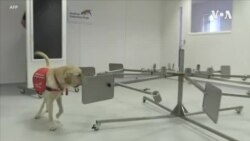 狗在探测新冠病毒方面潜力可观 狗在探测新冠病毒方面潜力可观